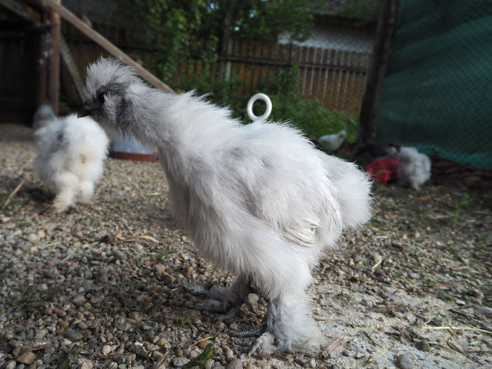 061; Sfantul! Cerculetzul e putin la plimbare :D
