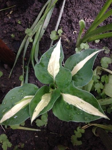 Night Before Christmas - Hosta