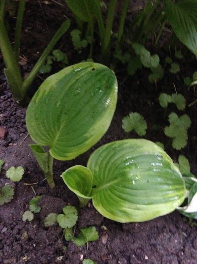 Wide Brim - decedat - Hosta