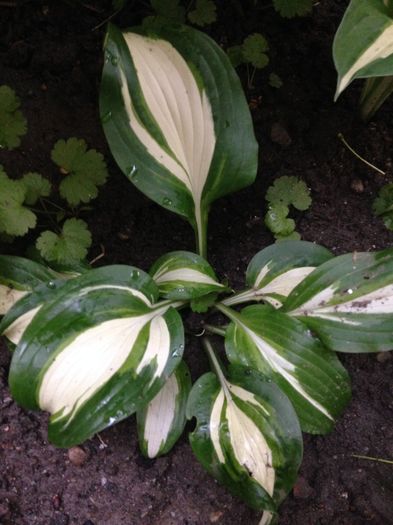 Undulata Mediovariegata - Hosta