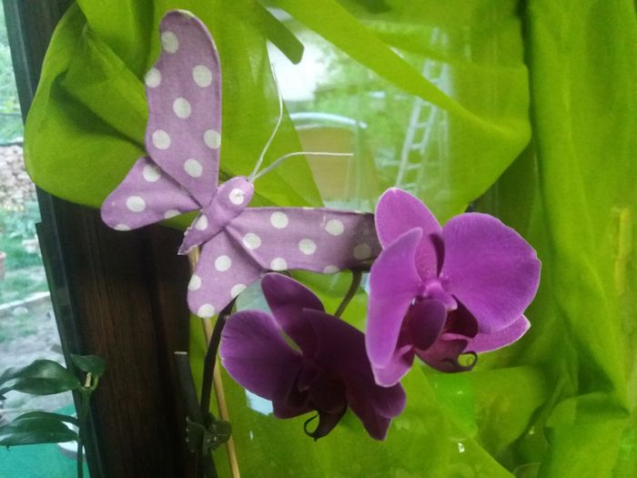 20160425_194717 - Orhidee