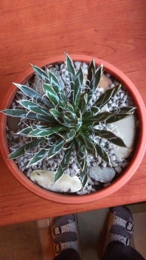 Agave filifera ssp. schidigera - Agave si Yucca 2016