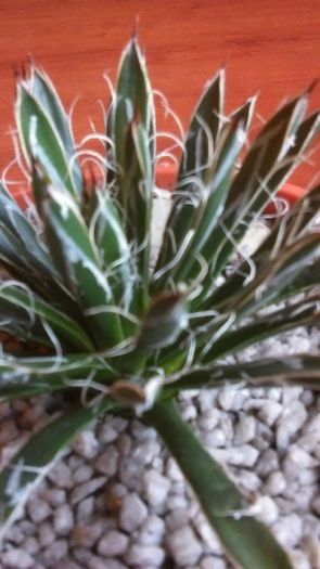 Agave filifera ssp. schidigera - Agave si Yucca 2016