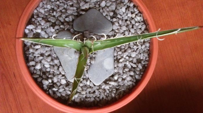 Agave x. leopoldii (A. filifera and A. filifera ssp. schidigiera) - Agave si Yucca 2016