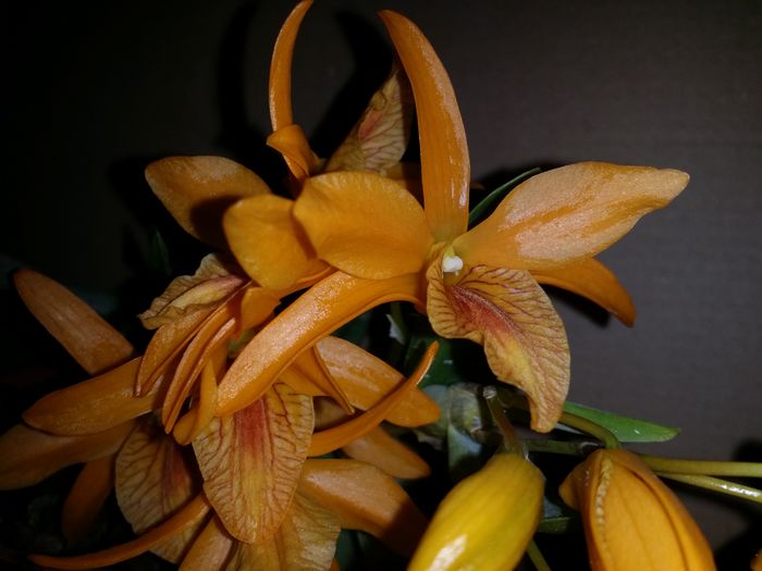 20160425_171204 - Plante in ghiveci 2016