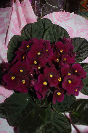 IMG_6816 - 2016 violete