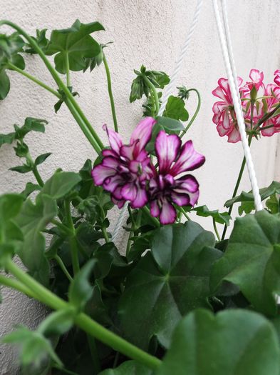 20160419_181029