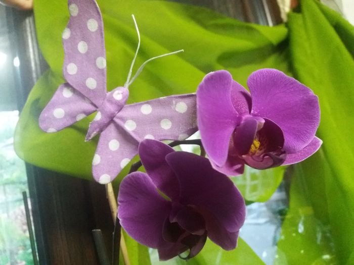 20160425_194736 - Orhidee