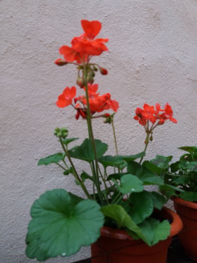Pierduta