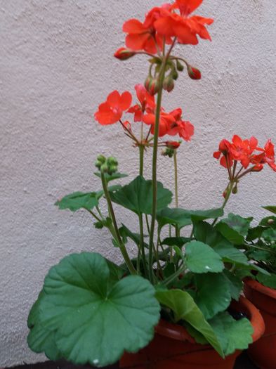 Pierduta