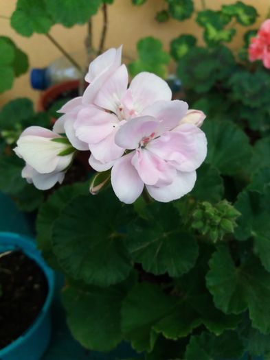 20160425_183432