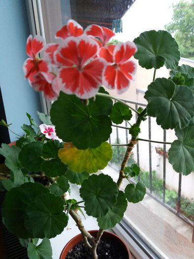20160425_192547