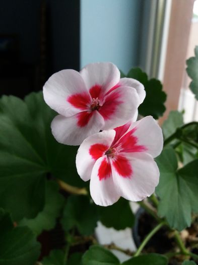 20160425_192642