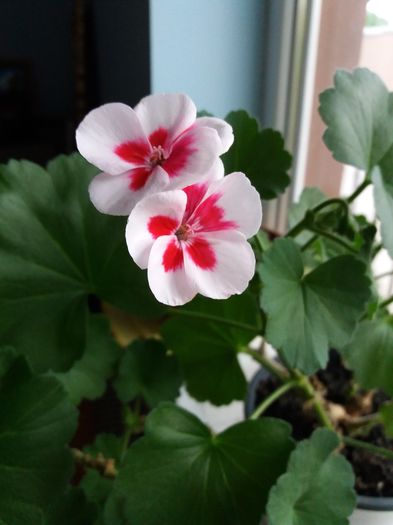 20160425_192634