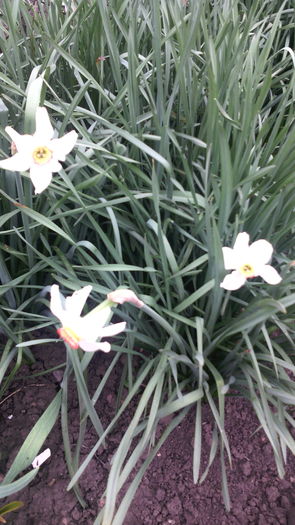 22.04.016 - Flori de gradina- 2016