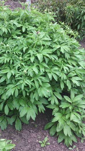  - Flori de gradina- 2016