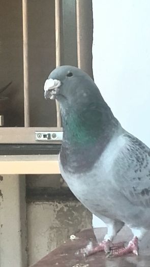 PAZNICUL-2015- - PENTRU CRESCATORII CARE SE RESPECTA