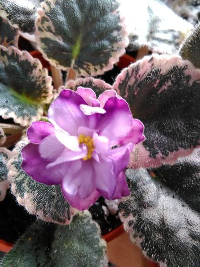 IMG_20160425_182000 - Buckeye Blushing