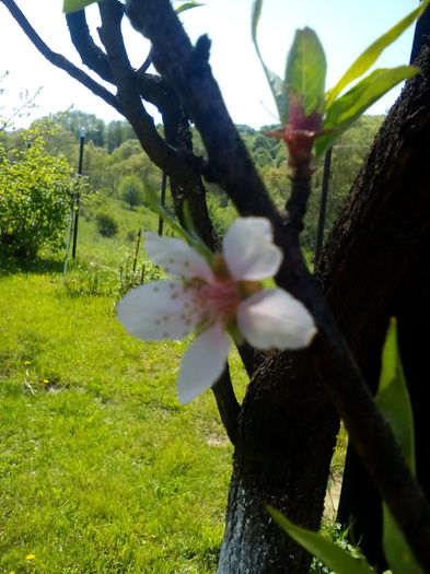 Floare de piersic - Primavara 2016