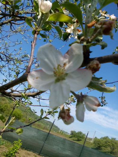 Floare de mar - Primavara 2016