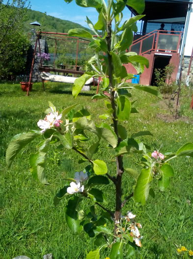 028 - Primavara 2016