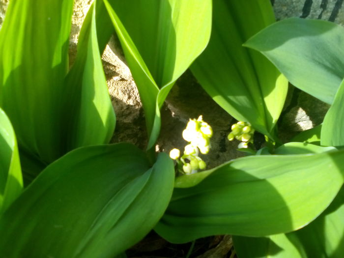 Lacramioare - Primavara 2016