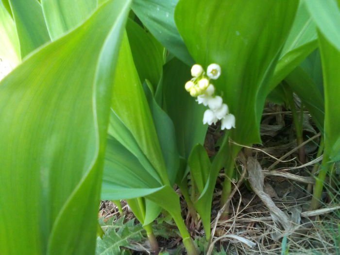 Lacramioare - Primavara 2016