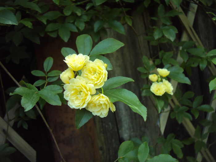 DSC09412 - Lady Banksiae Lutea