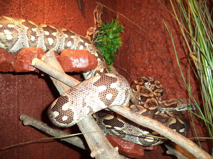 Boa de Madagascar
