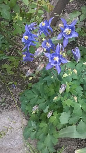 WP_20160414_056 - Caldaruse