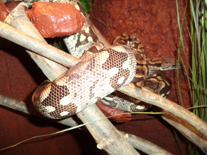  - Reptilele mele