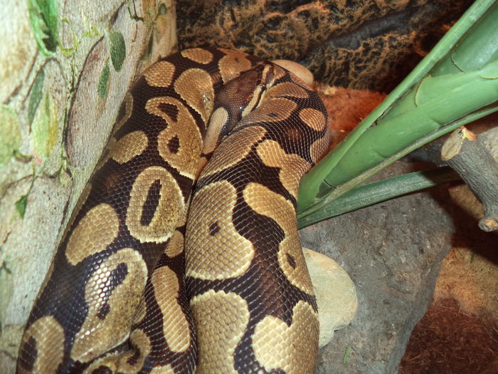  - Reptilele mele