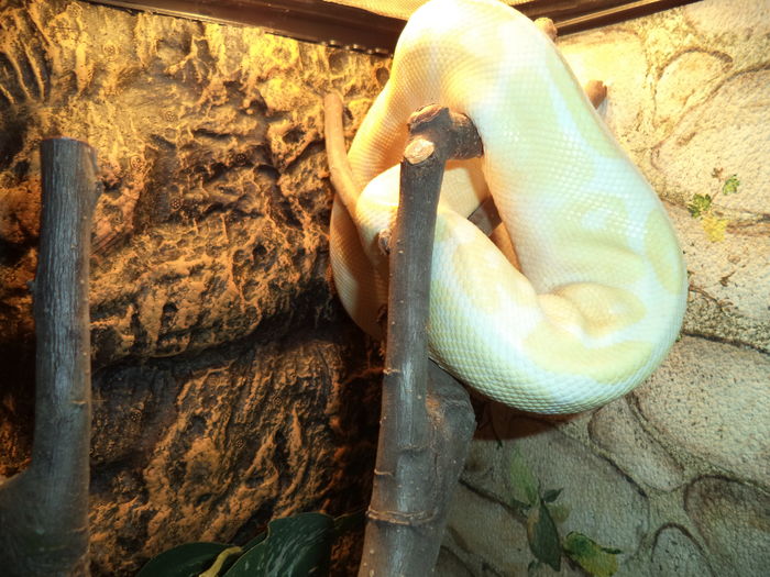 pyton albino