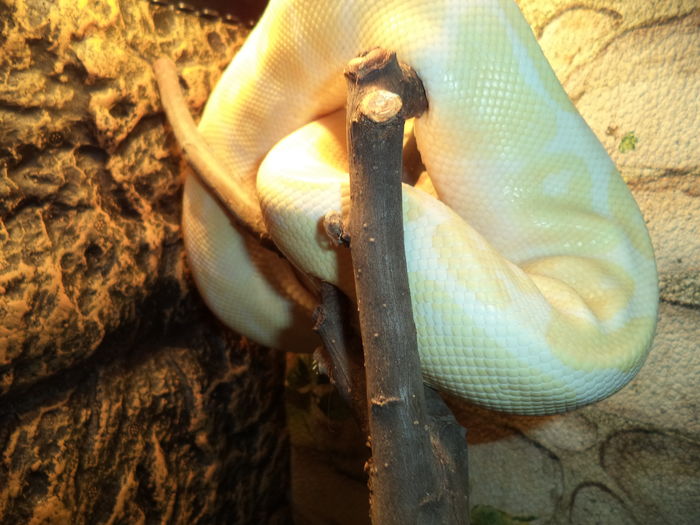  - Reptilele mele