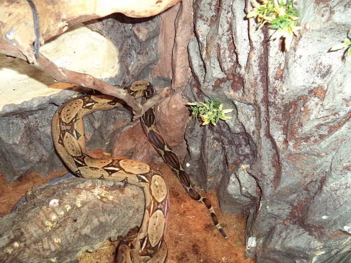  - Reptilele mele