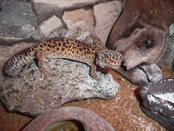  - Reptilele mele