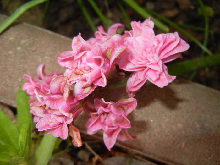 Hyacinth Eros (2016, April 09)