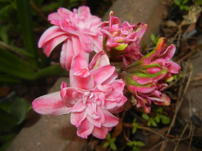 Hyacinth Eros (2016, April 09)