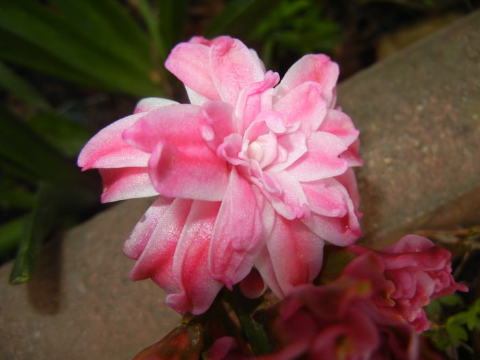 Hyacinth Eros (2016, April 09)