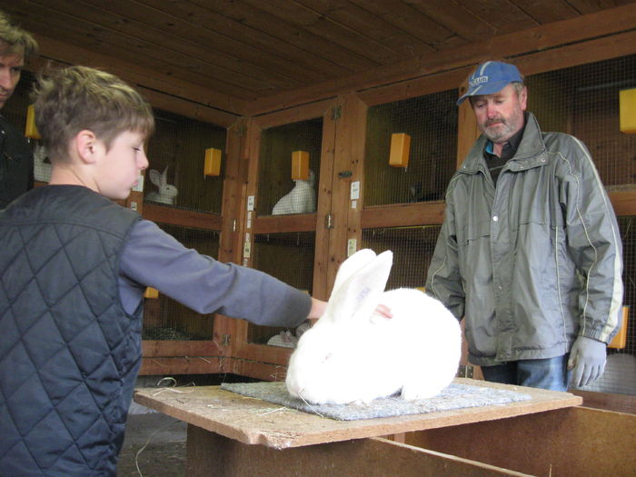 un tanar crescator din Oradea - vizita crescatoriilor de iepuri oi si gaini din zona -sucevei-vaslui