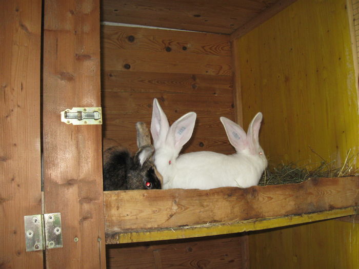  - vizita crescatoriilor de iepuri oi si gaini din zona -sucevei-vaslui
