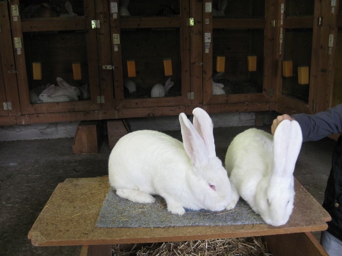 pt export - vizita crescatoriilor de iepuri oi si gaini din zona -sucevei-vaslui