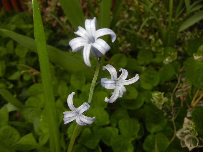 Hyacinth multiflora Blue (2016, April 09) - Hyacinth multiflora Blue