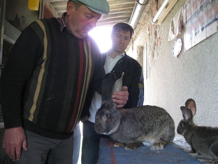 merge la Astalis calin -97,5 p - vizita crescatoriilor de iepuri oi si gaini din zona -sucevei-vaslui