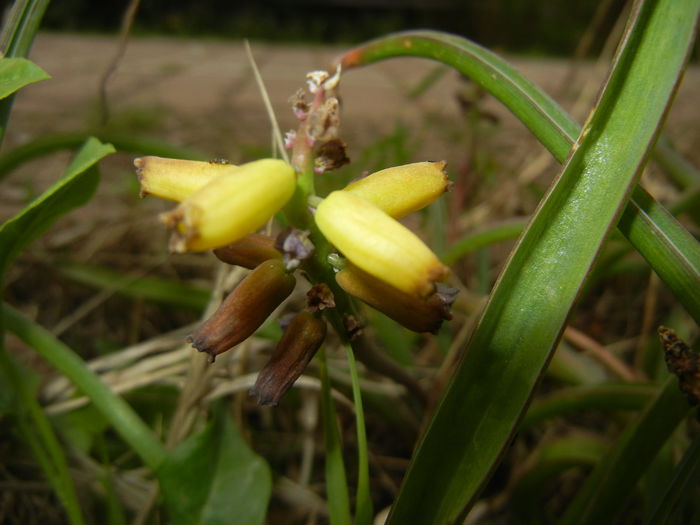 Muscari Golden Fragrance (2016, Apr.10)