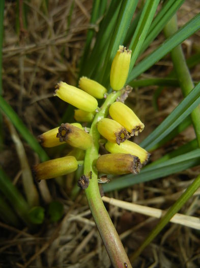 Muscari Golden Fragrance (2016, Apr.10)