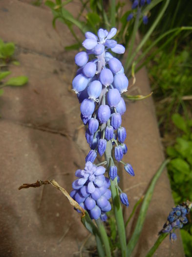 Muscari armeniacum (2016, April 10)