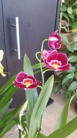 Orhidee Miltonia