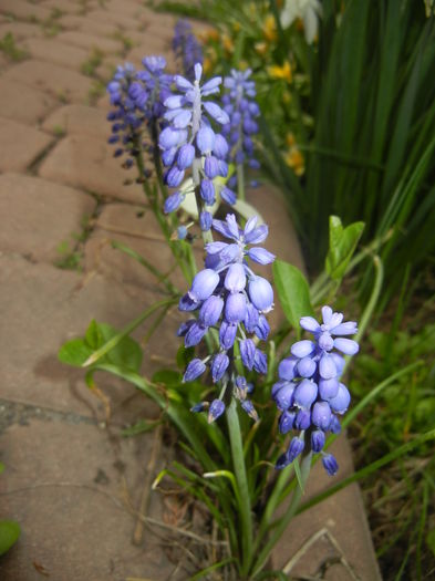 Muscari armeniacum (2016, April 10)