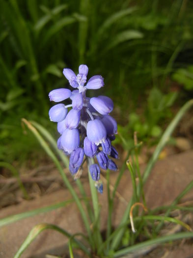 Muscari armeniacum (2016, April 10) - Muscari Armeniacum